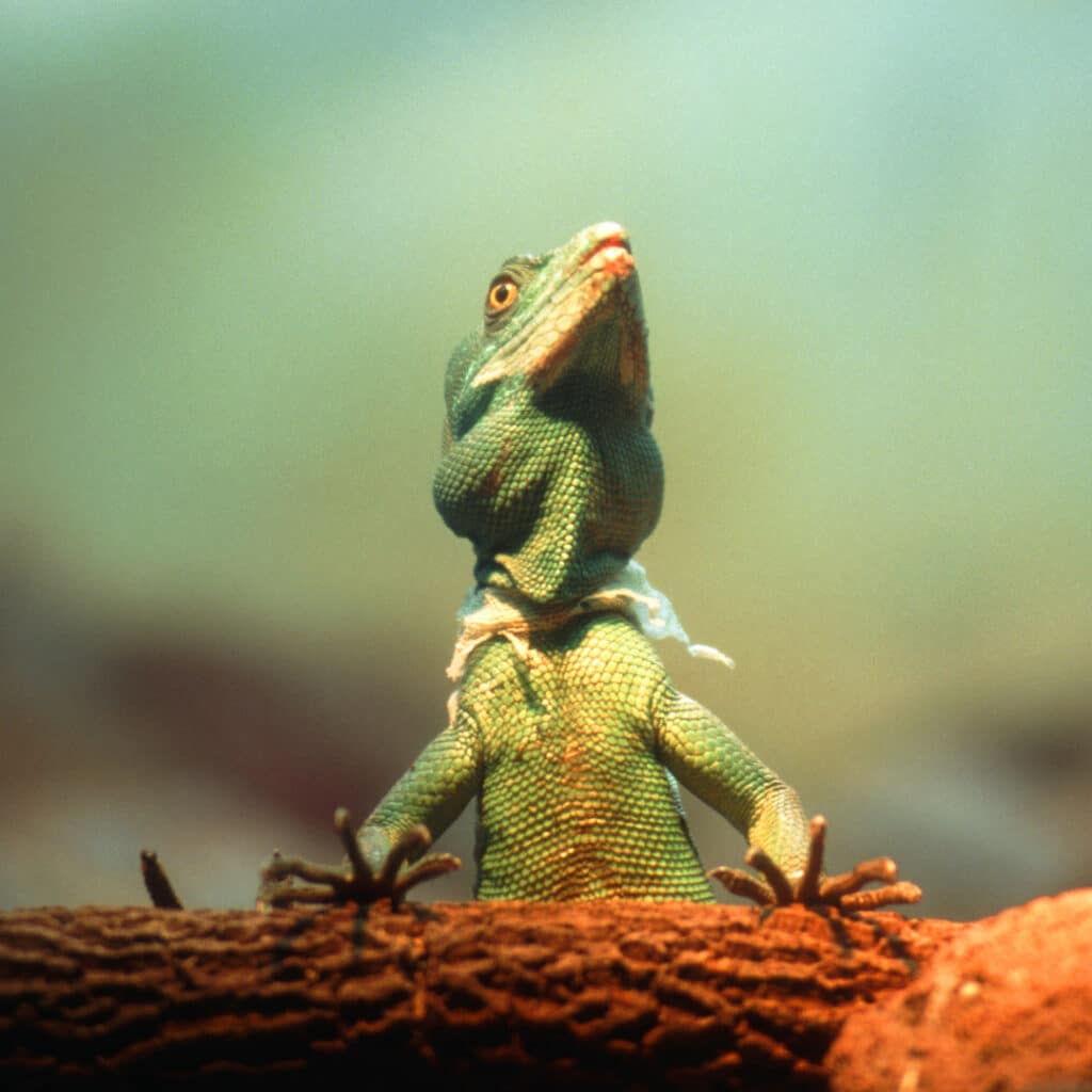 中獸醫 想養蜥蜴 先認識這5大蜥蜴疾病 高雄中獸醫推薦特殊寵物專業看診 亞幸動物醫院