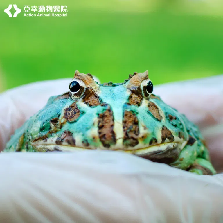 角蛙飼養