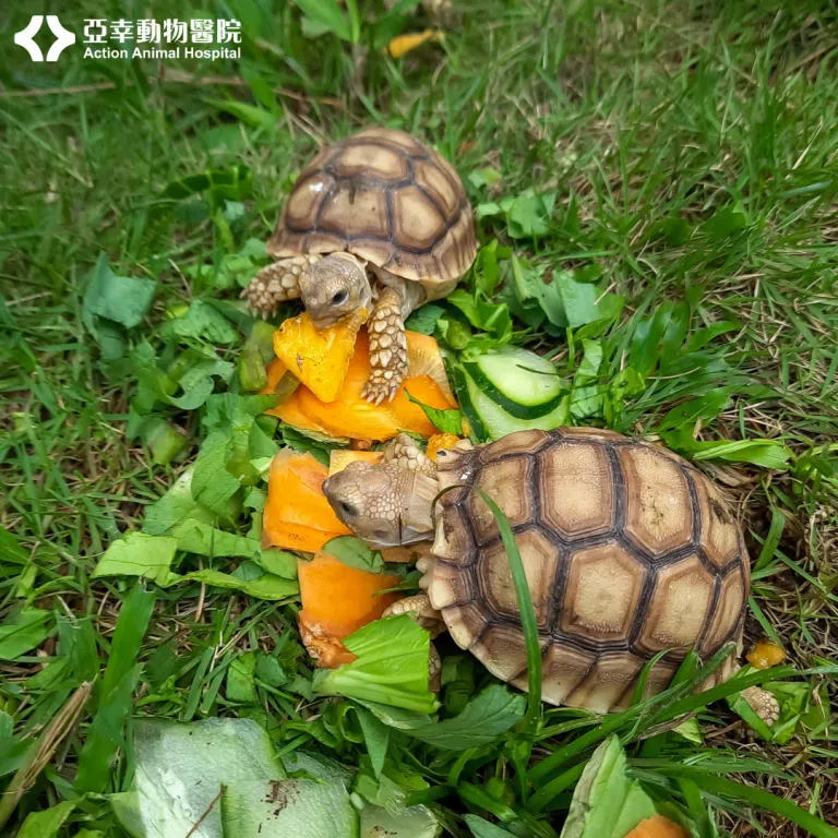 蘇卡達象龜