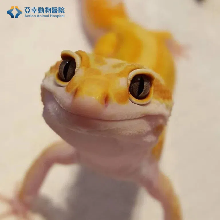 豹紋守宮