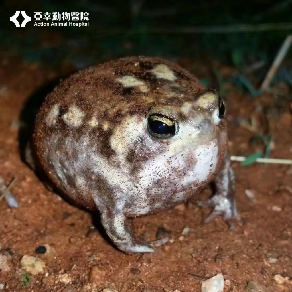 饅頭蛙