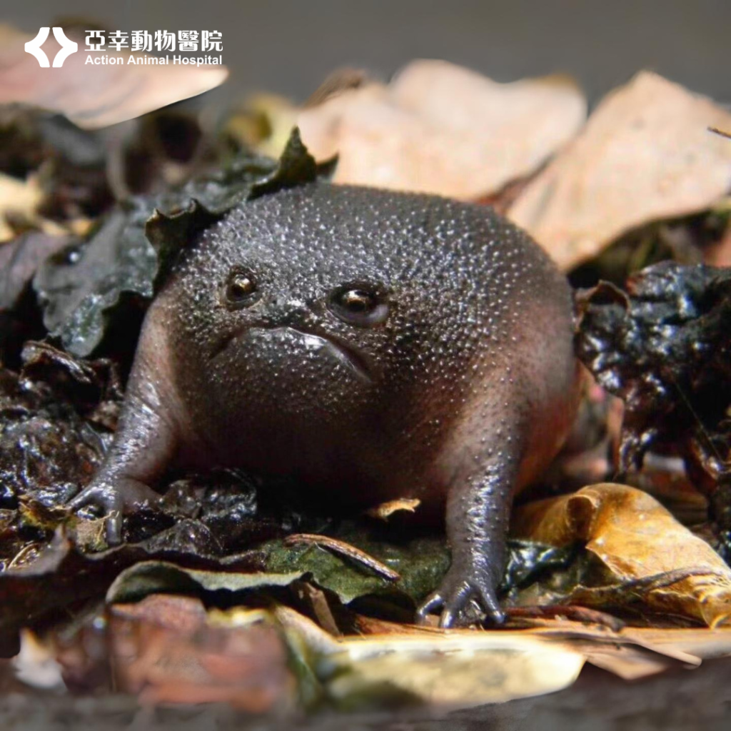 饅頭蛙