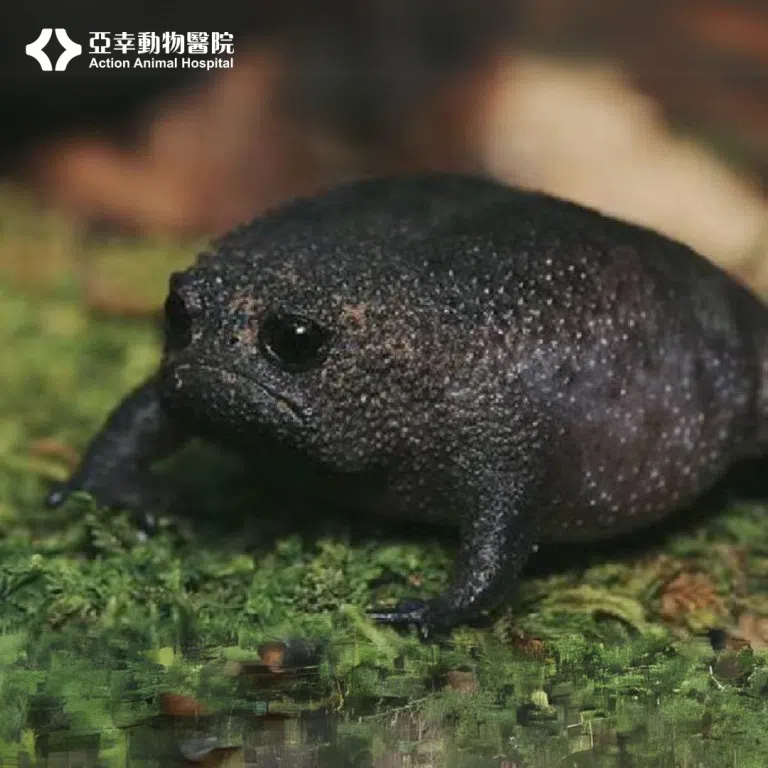 饅頭蛙