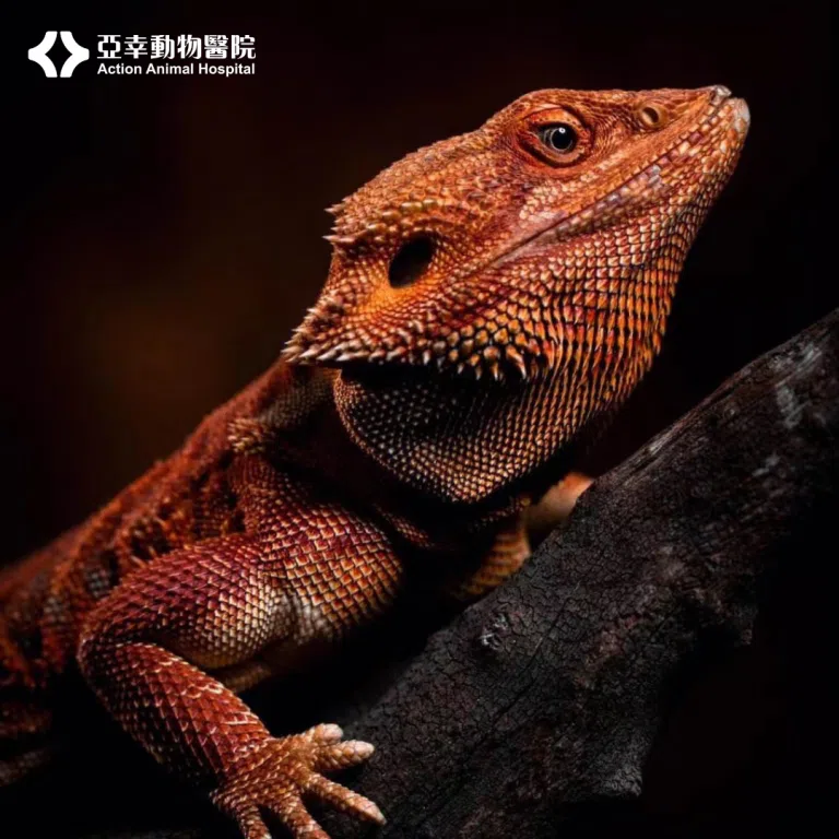 鬃獅蜥