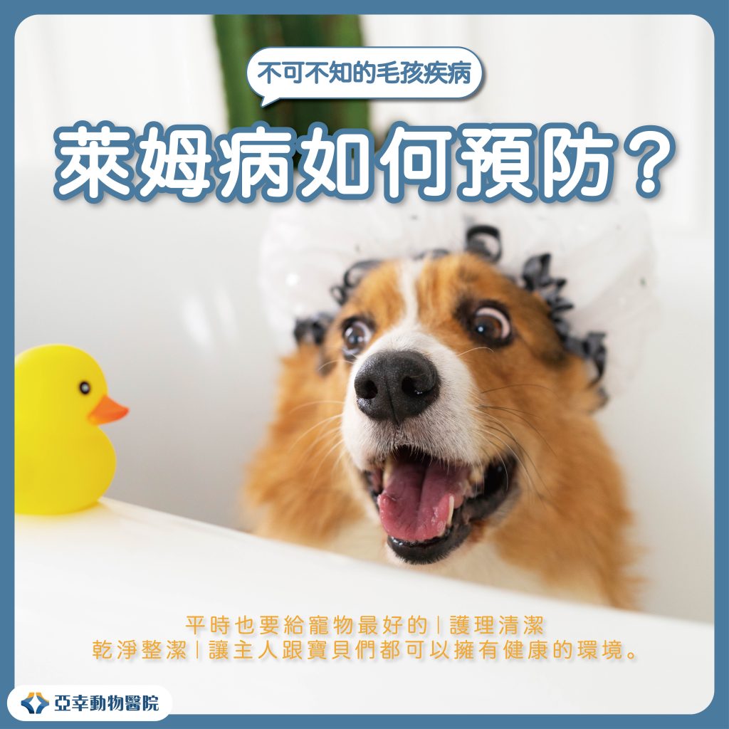 貓狗萊姆病SEO 02 1