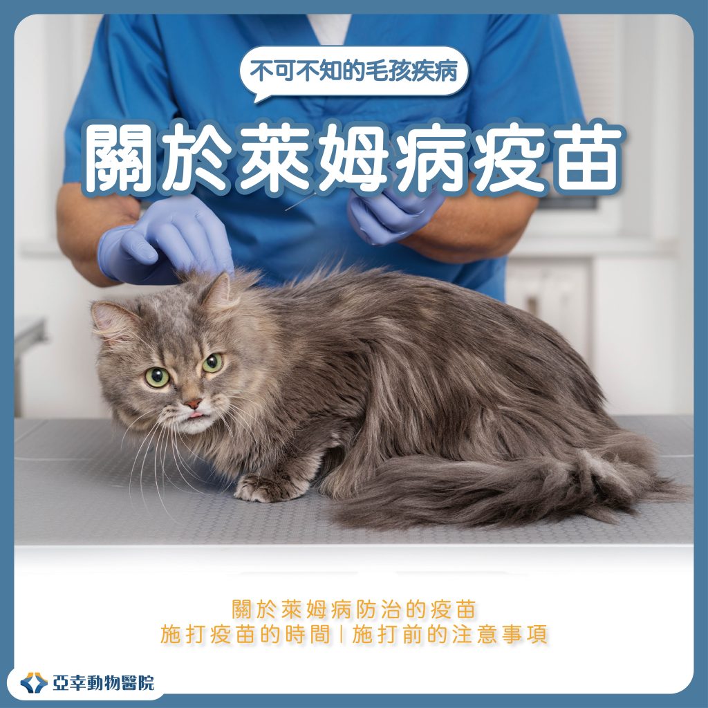 貓狗萊姆病SEO 03 1