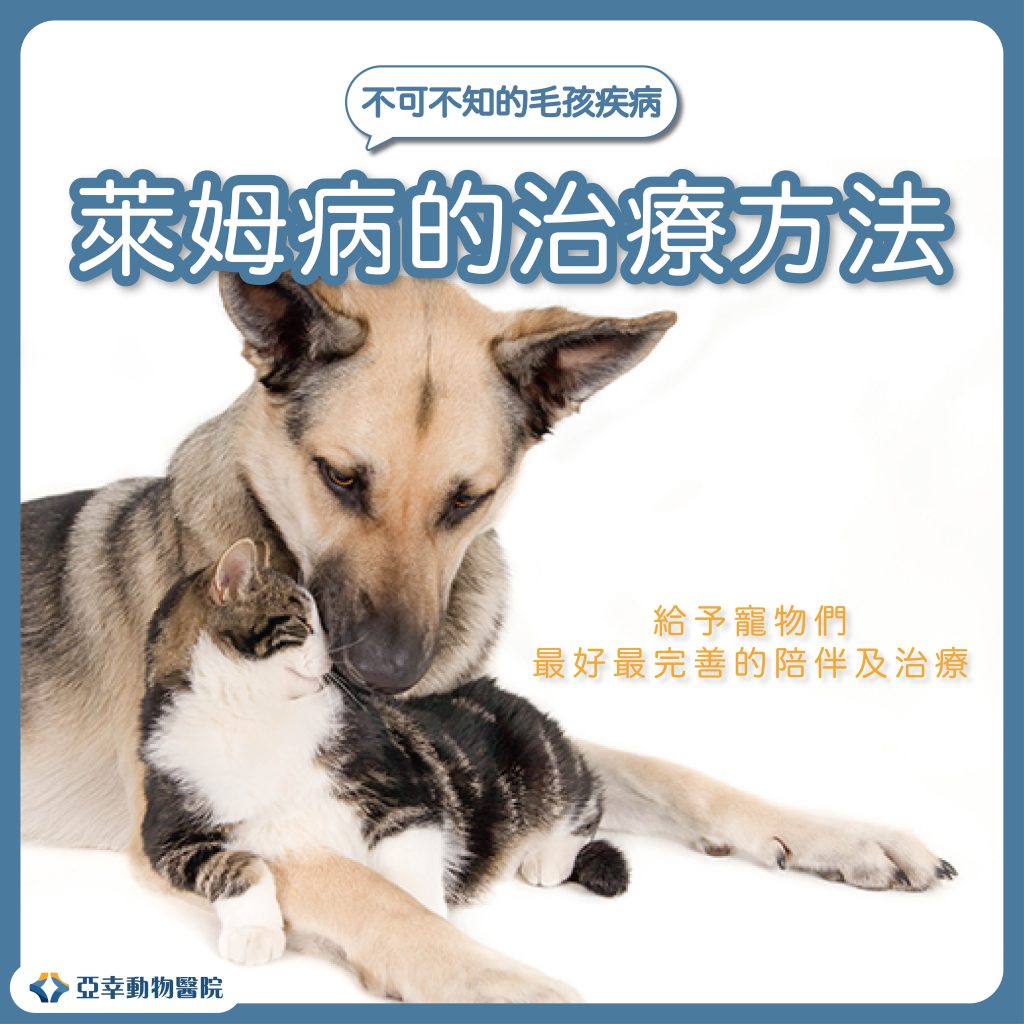 貓狗萊姆病SEO 04 1