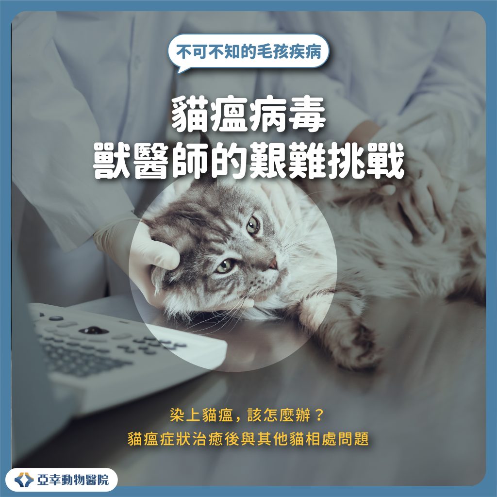 貓瘟 3