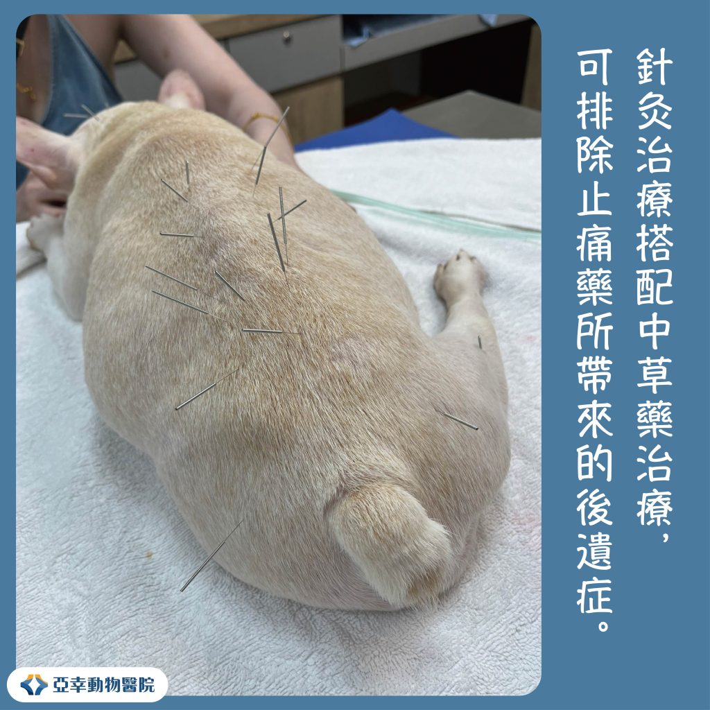 中獸醫 01 1
