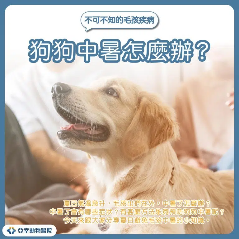 狗狗中暑01