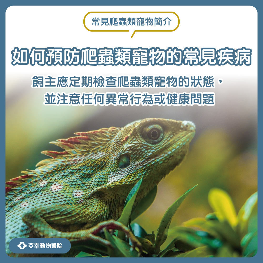 爬蟲類-2