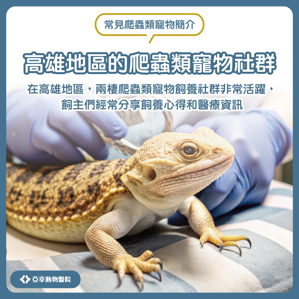 爬蟲類