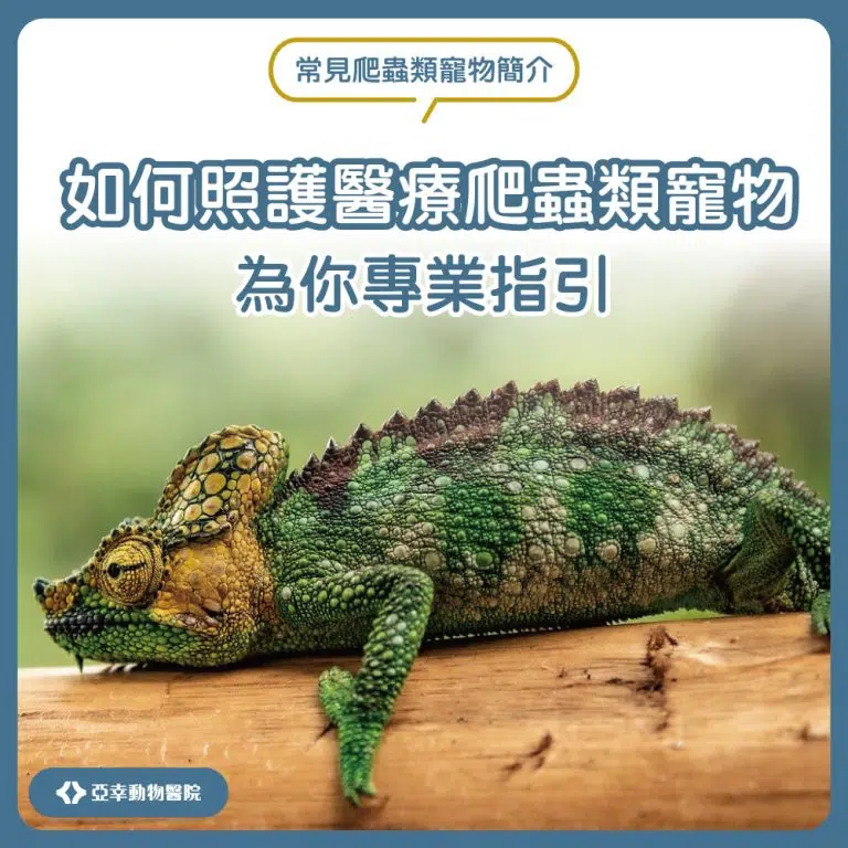爬蟲類