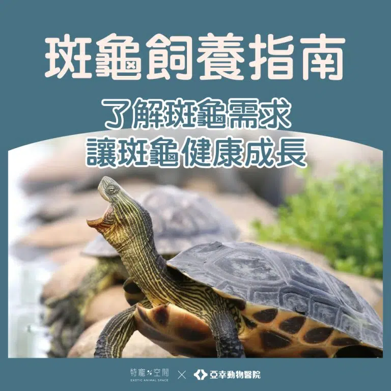 01 斑龜指南封面