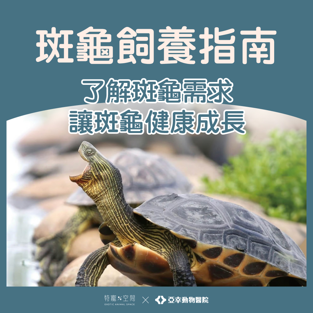 01 斑龜指南封面