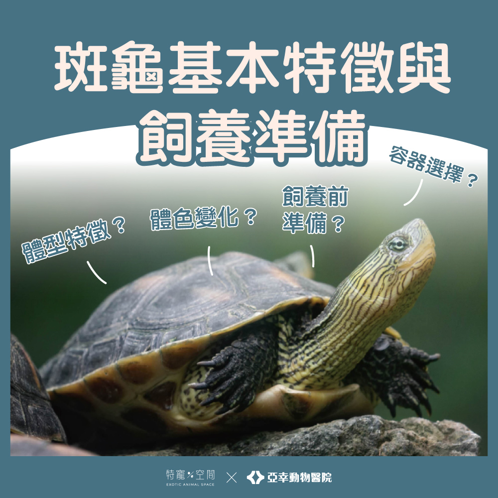 斑龜基本特徵