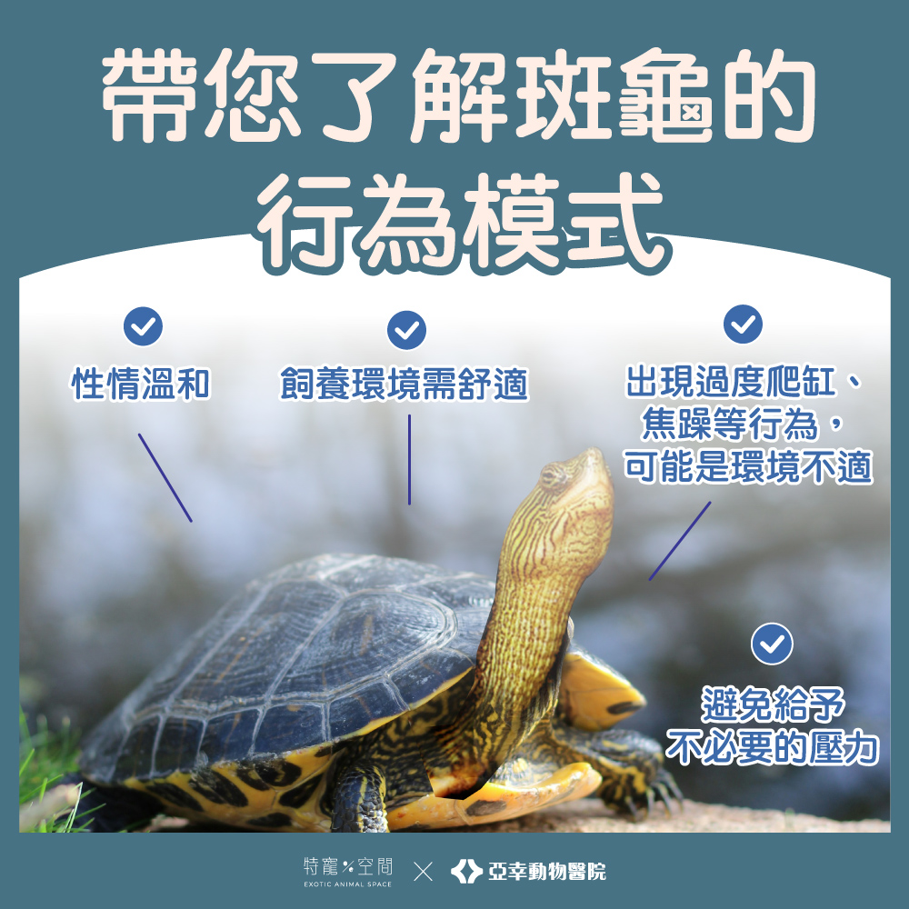 06 帶你了解斑龜