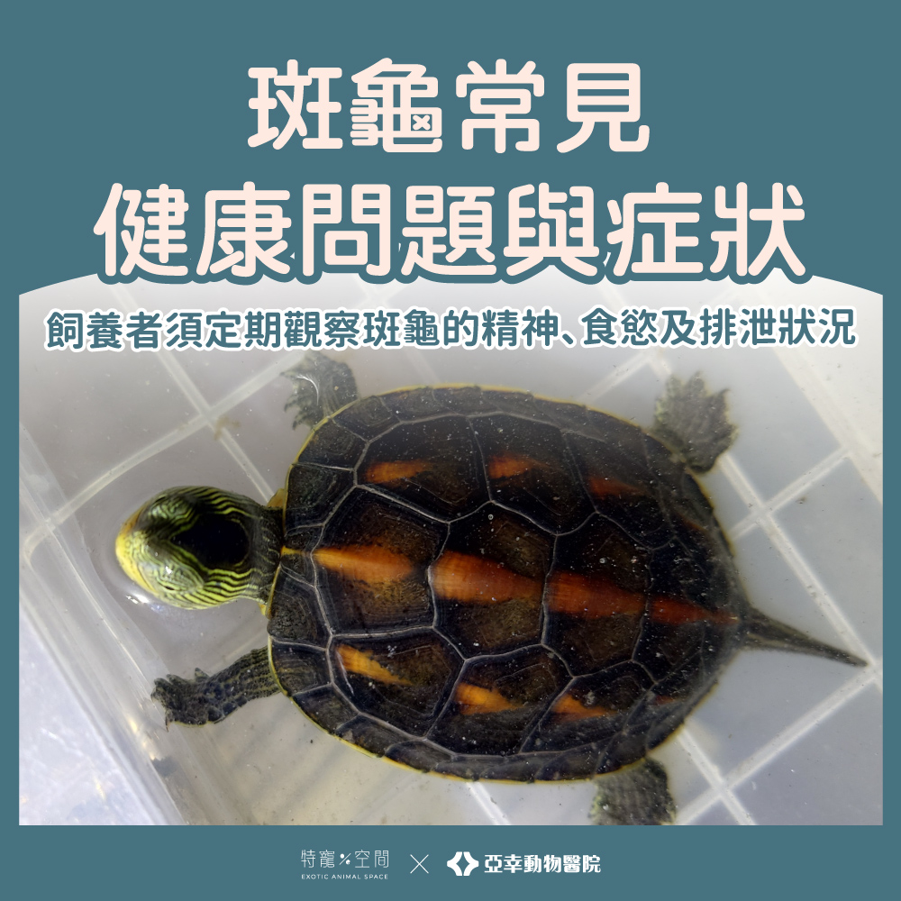 07 斑龜常見