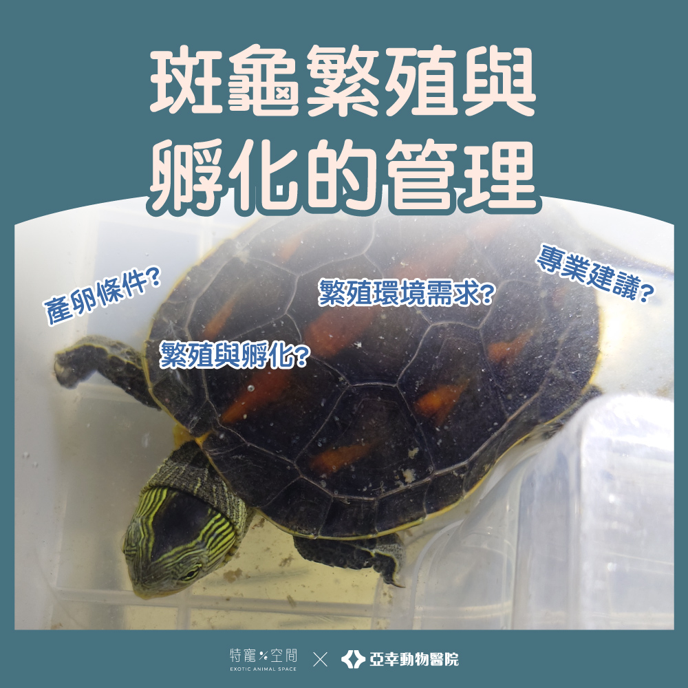 08 斑龜繁殖