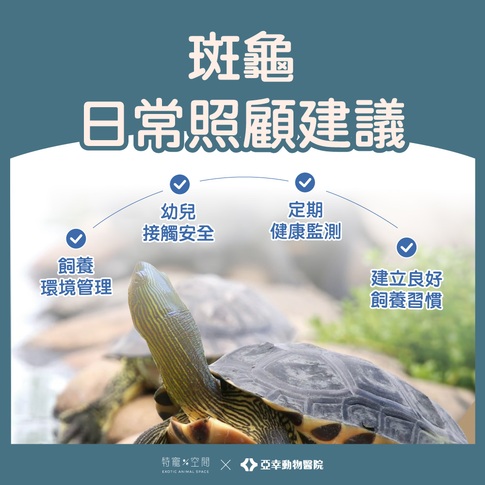 09 斑龜日常照顧