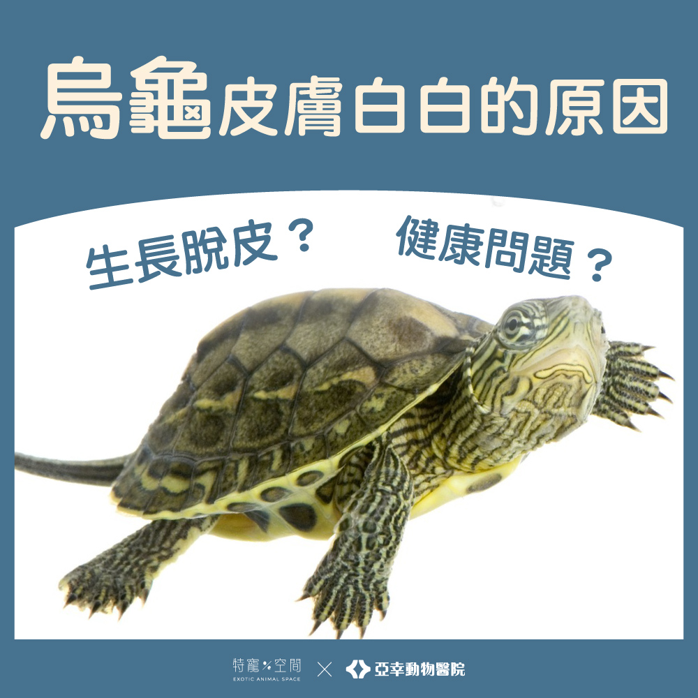 烏龜皮膚白白的 2 2