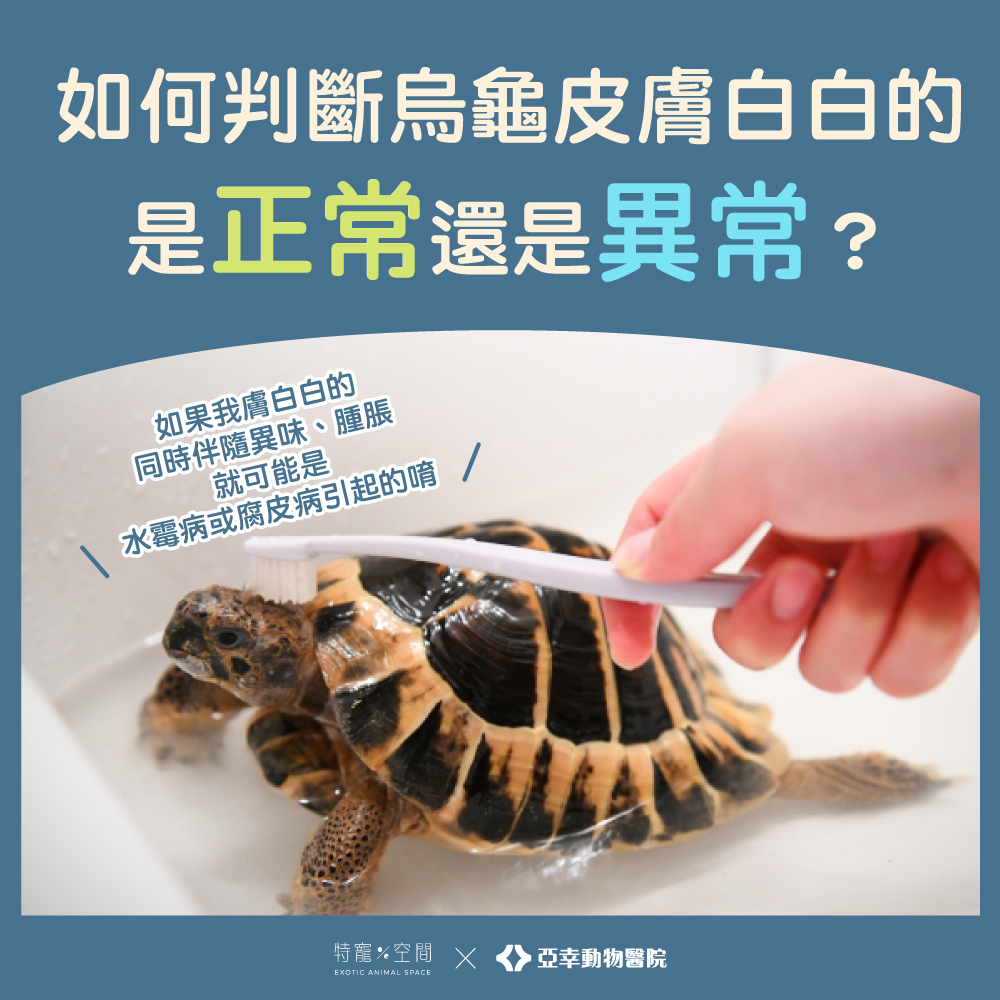 烏龜皮膚白白的 2 3