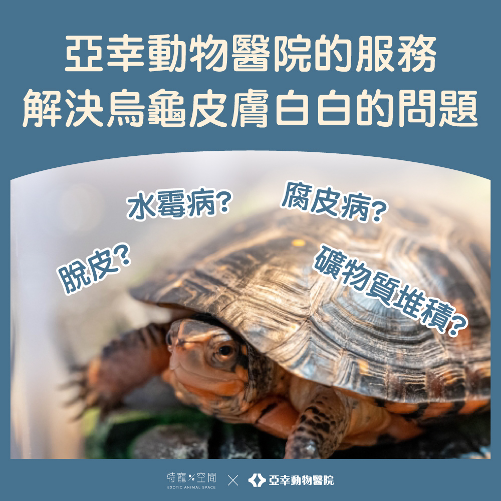 烏龜皮膚白白的 2 4