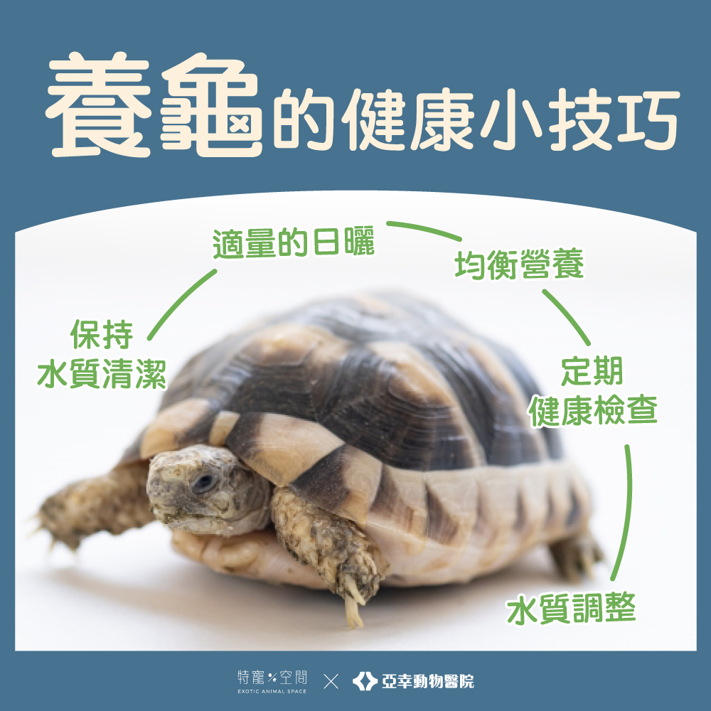 烏龜皮膚白白的-2-5