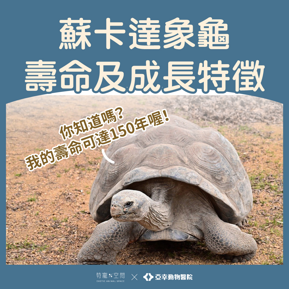 行動坦克 06