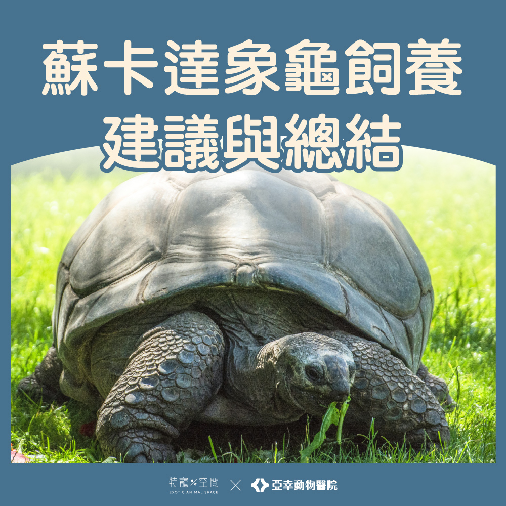 行動坦克 08