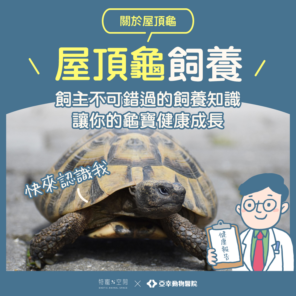 屋頂龜封面