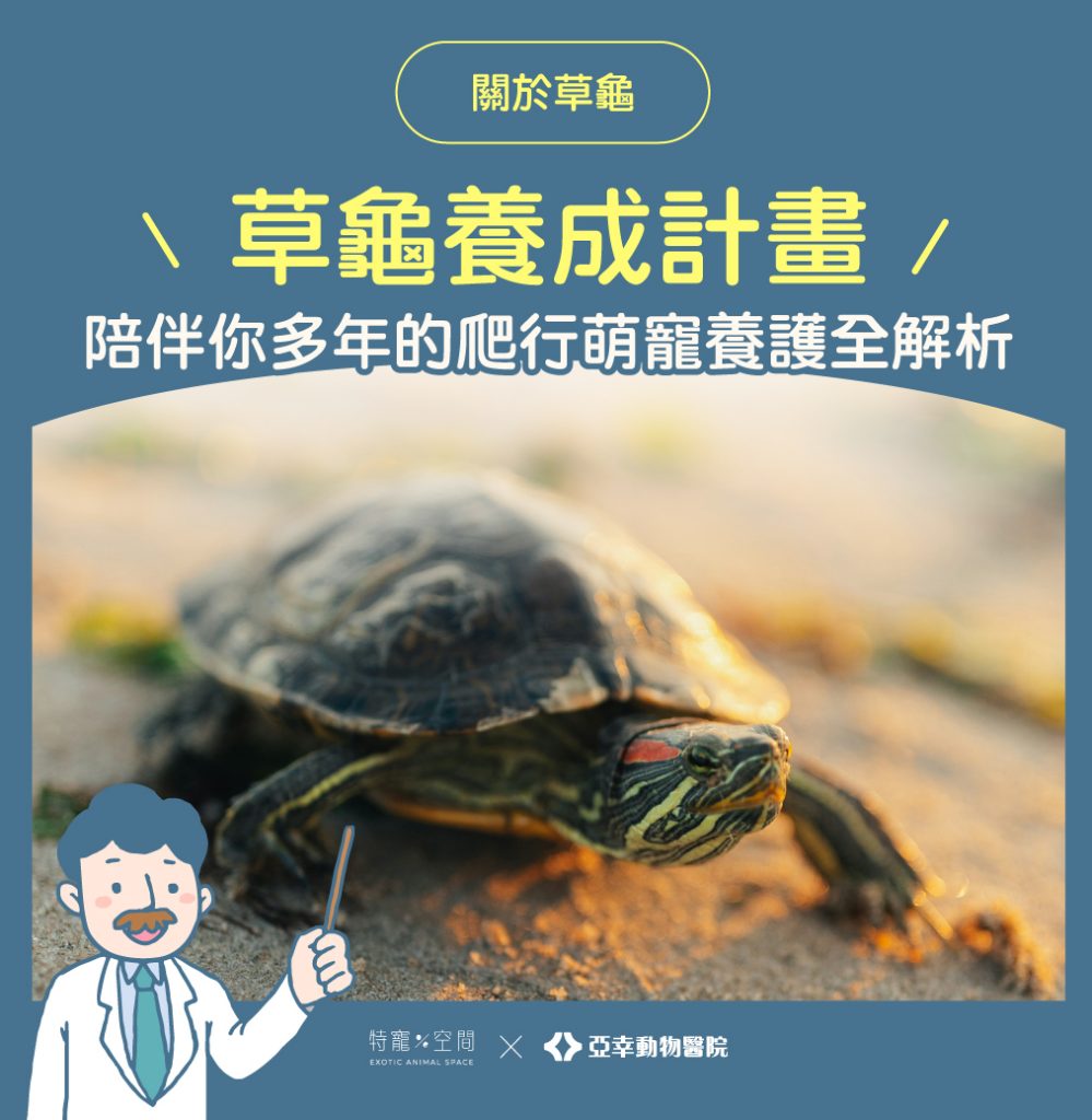 草龜