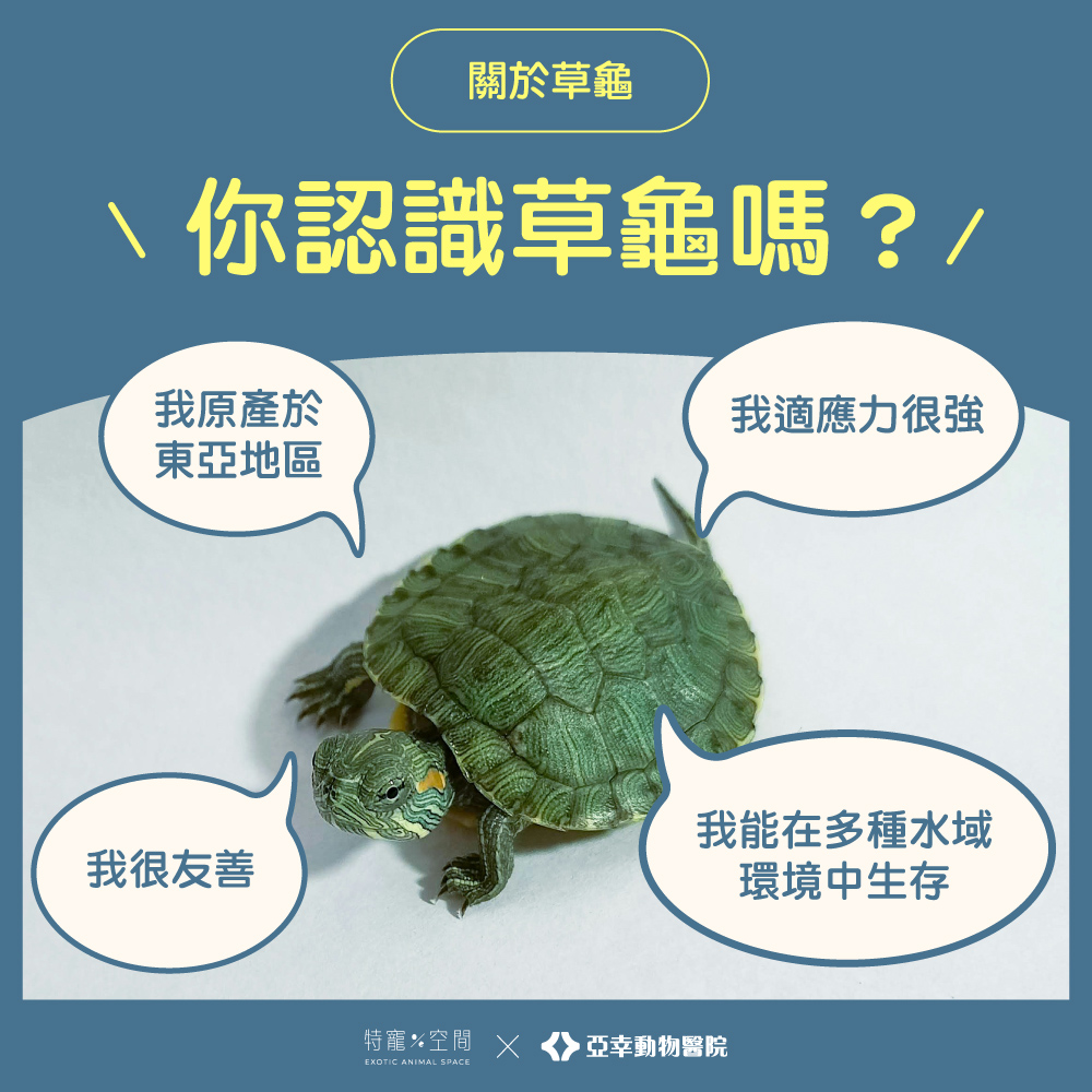 02草龜