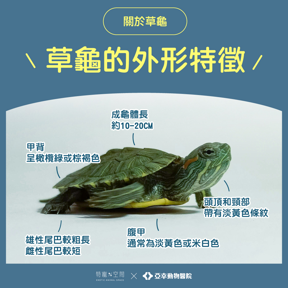 03草龜