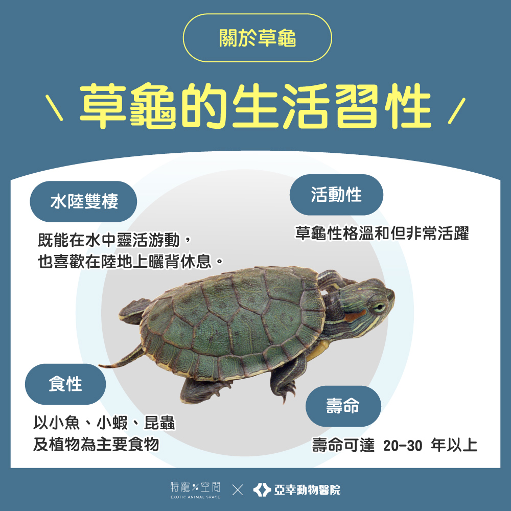 04草龜