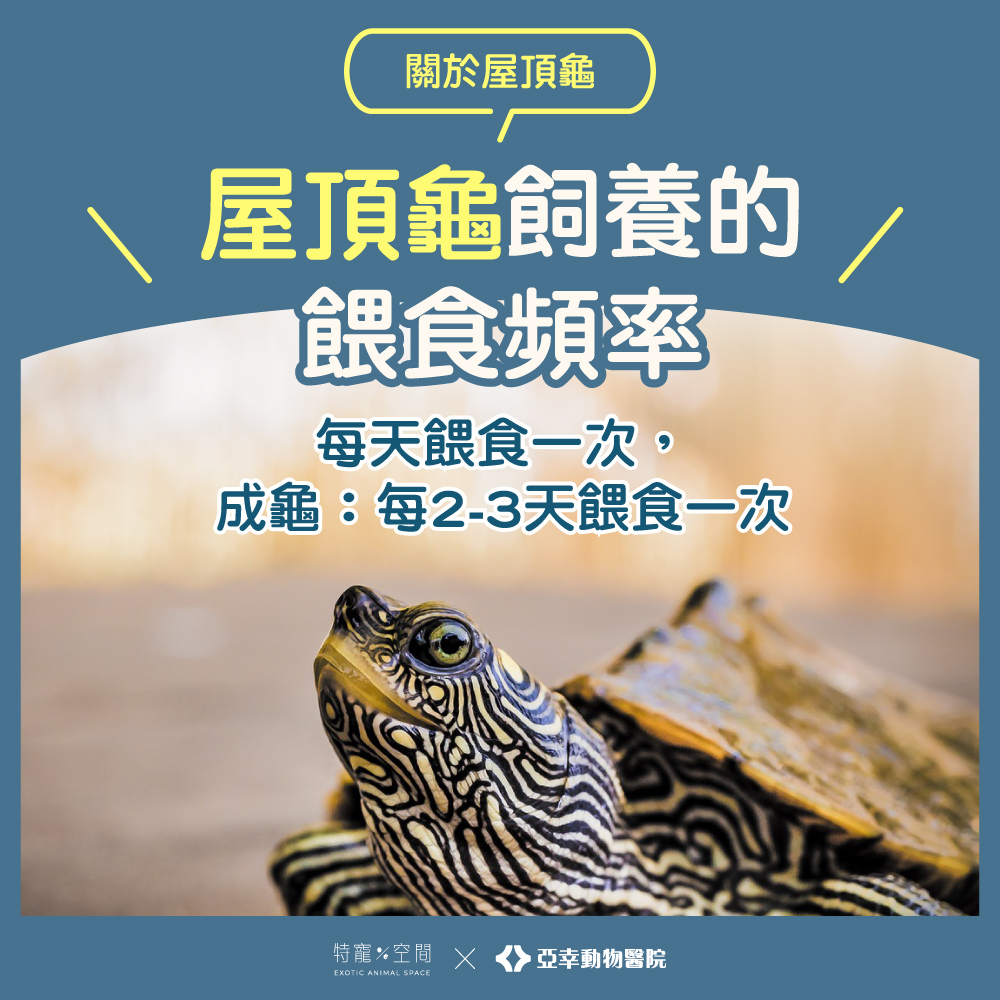 屋頂龜飼養