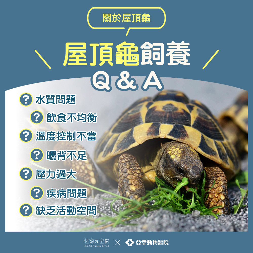 06屋頂龜