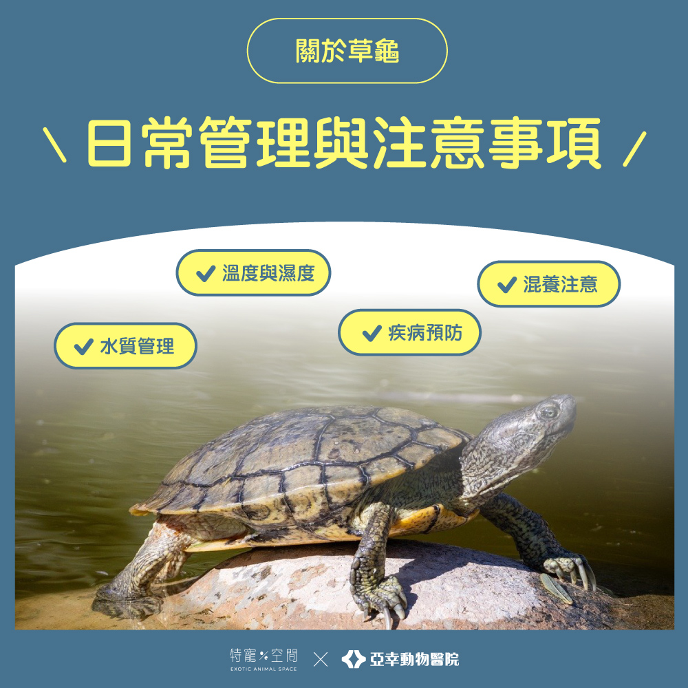 草龜