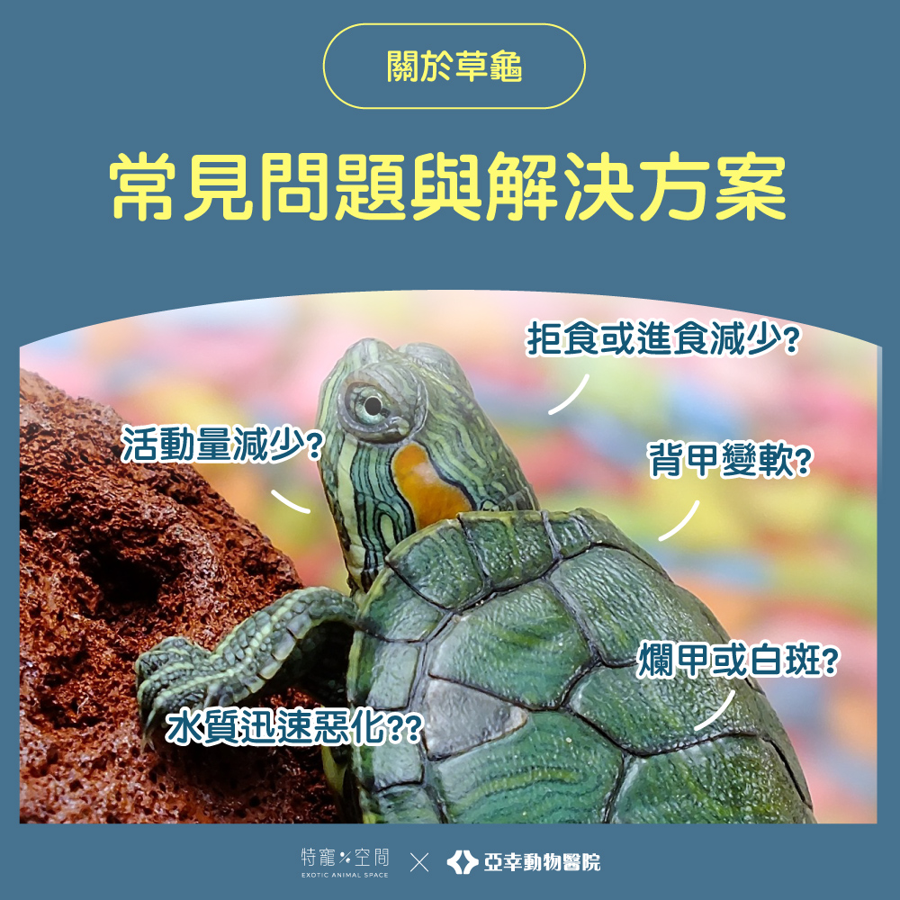 08草龜