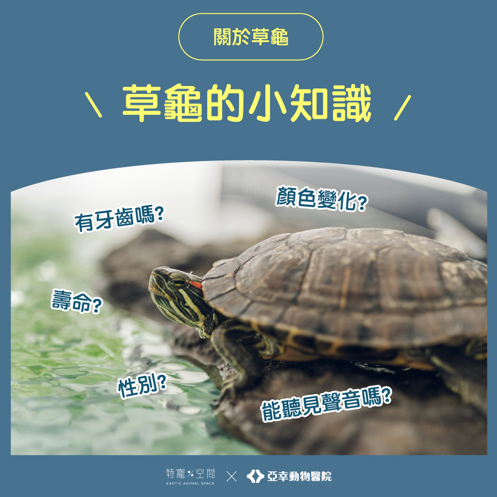 09草龜