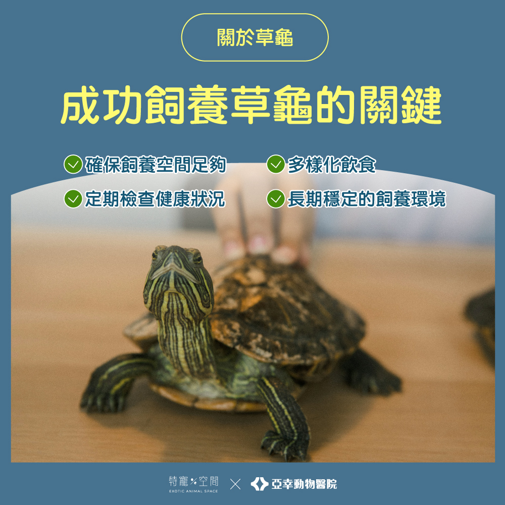 10草龜
