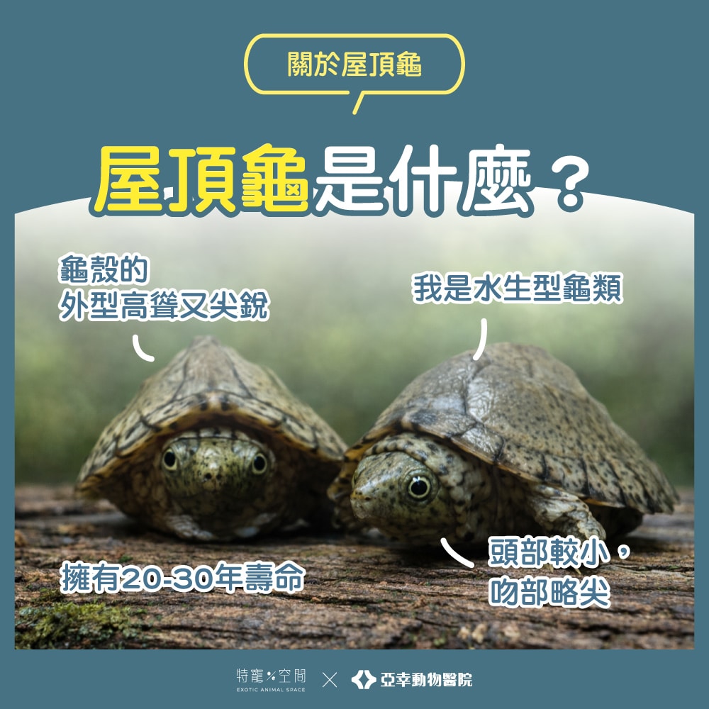 屋頂龜飼養:飼主不可錯過的飼養知識,讓你的龜寶健康成長 1 更02.屋頂龜是什麼