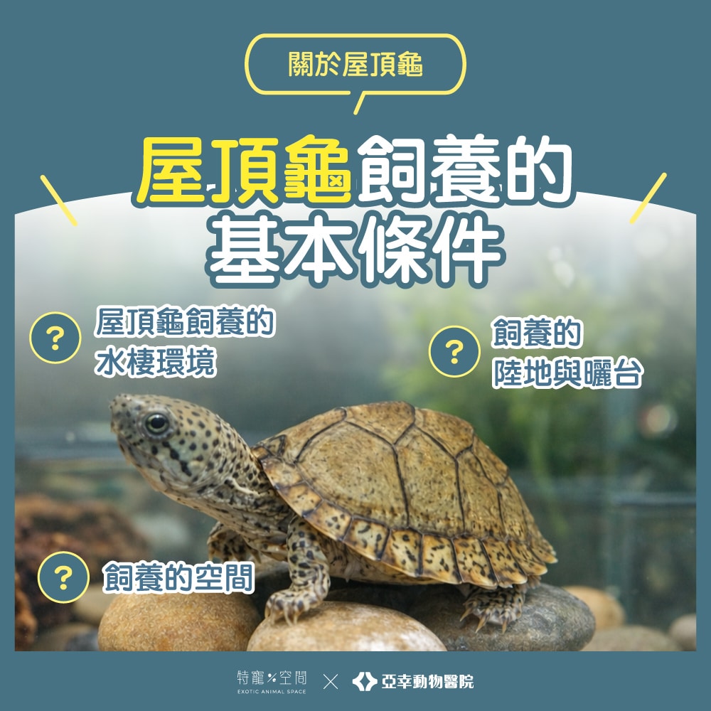 屋頂龜飼養:飼主不可錯過的飼養知識,讓你的龜寶健康成長 2 更03.屋頂龜飼養條件