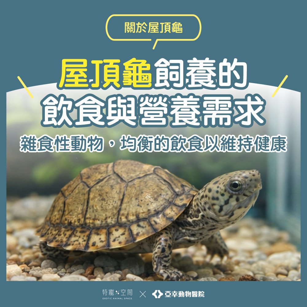 屋頂龜飼養:飼主不可錯過的飼養知識,讓你的龜寶健康成長 3 更04.屋頂龜飲食與營養需求