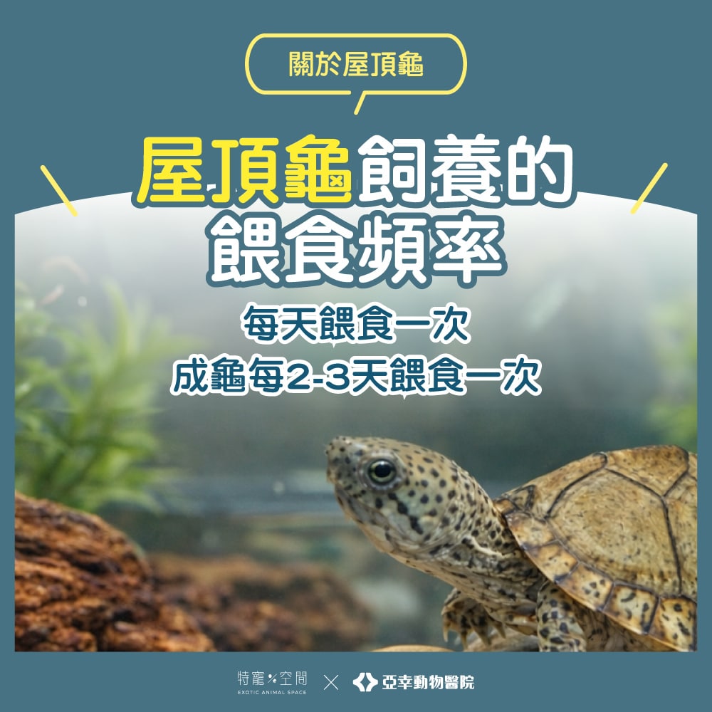 屋頂龜飼養:飼主不可錯過的飼養知識,讓你的龜寶健康成長 5 更05.屋頂龜餵食頻率