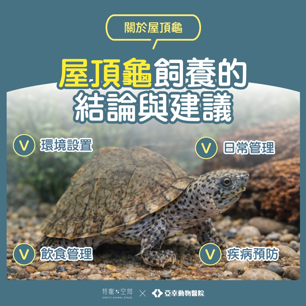 屋頂龜飼養:飼主不可錯過的飼養知識,讓你的龜寶健康成長 6 更07.屋頂龜飼養結論與建議