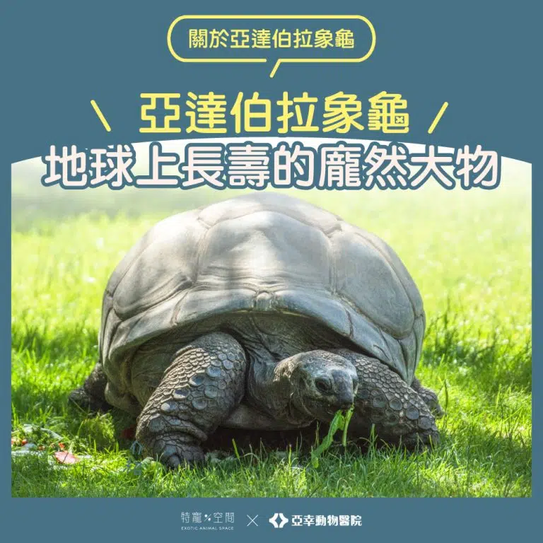 亞達伯拉象龜