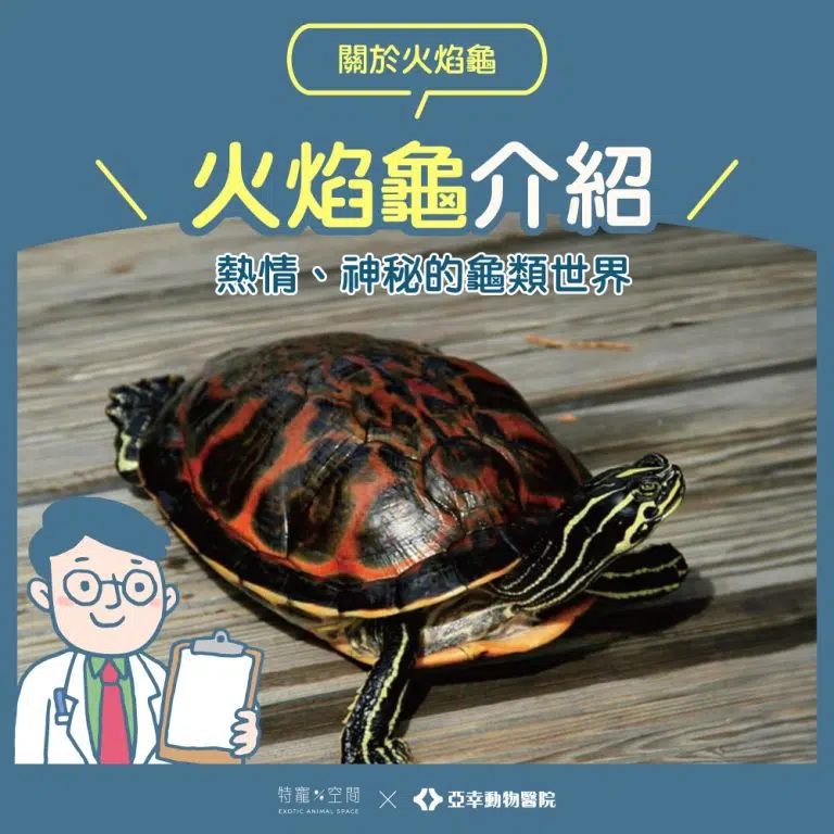 01火焰龜封面