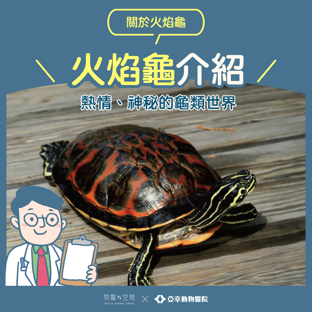 01火焰龜封面