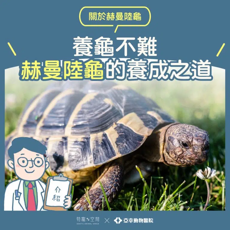 赫曼陸龜